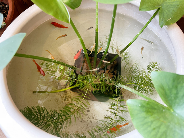 画像：